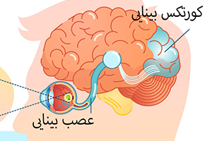 بررسی کورتکس بینائی